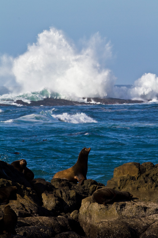 California Sea Lions And Breaking Waves